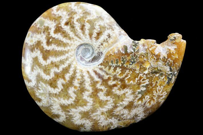 Polished, Agatized Ammonite (Cleoniceras) - Madagascar #73247